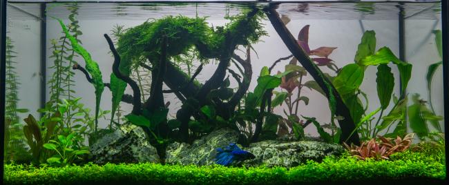 Rocky_Roots_Haidak_2025