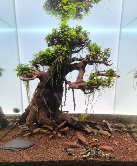 Ein Baum selber gemacht Pflanzen sindCryptocoryne  und Anubia mein Bienengarnelen sind alle verliebt 