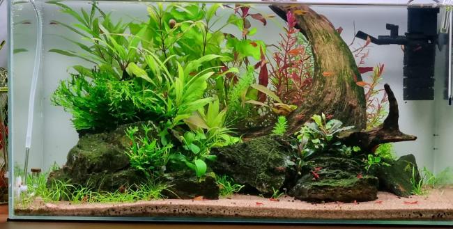 Planted aquarium with driftwood in the shape of a Viking ship