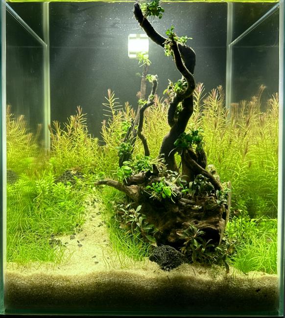 A peaceful underwater scene with a winding sand trail inviting the viewer to walk into the depths of a vibrant aquatic forest. The twisting wood structure feels alive, hosting clusters of green plants that contrast with the soft, flowing grass below. In the back, a lush wall of stem plants sways gently, bringing a sense of movement and life. This aquascape captures the feeling of a hidden world untouched by time.