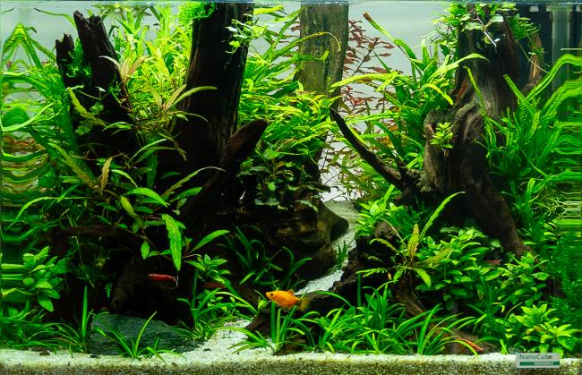 A lush aquarium with dense green aquatic vegetation, including various aquatic plants and mosses surrounding the wood. Some of the wood pieces extend to the water surface. The substrate in the front area consists of fine light-colored sand with a sand path in the middle.