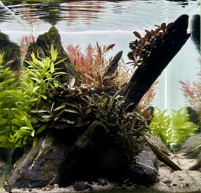 Victory shape with riverwood