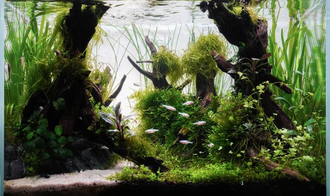 This creation represents my personal interpretation of Fangorn Forest, as depicted in The Lord of the Rings. It was born out of a deep admiration for Tolkien’s world and a desire to bring to life the ancient, mysterious atmosphere that surrounds the Ents and their timeless woodland realm. What makes this piece particularly special to me is that it marks my return to the hobby after a decade-long hiatus — and, remarkably, it’s also the very first time I ventured into crafting a full forest layout.