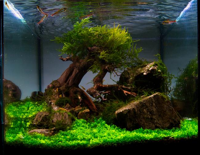 A small, well-maintained aquarium with a lush aquascape featuring green carpeting plants, moss-covered rocks, and a central piece of driftwood resembling a bonsai tree. Several small fish swim near the water's surface, and the tank has a serene, natural forest-like appearance.