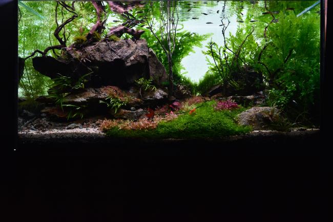 A natural-style aquarium with lush green and red aquatic plants, driftwood, and rocks, creating a forest-like aquascape with small fish swimming near the surface.