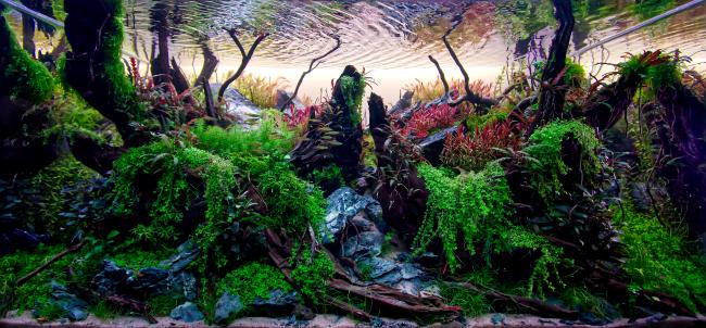 Split Serenity - depicts a lush mixture of Brazilian and Nature style aquascapes. The main vocal point are two wooden tusks reaching close for eachother but instead forming a fissure, centered in the tank. 