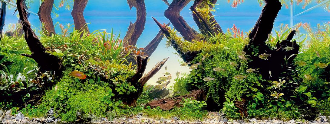 Tropica Island Tropica Island