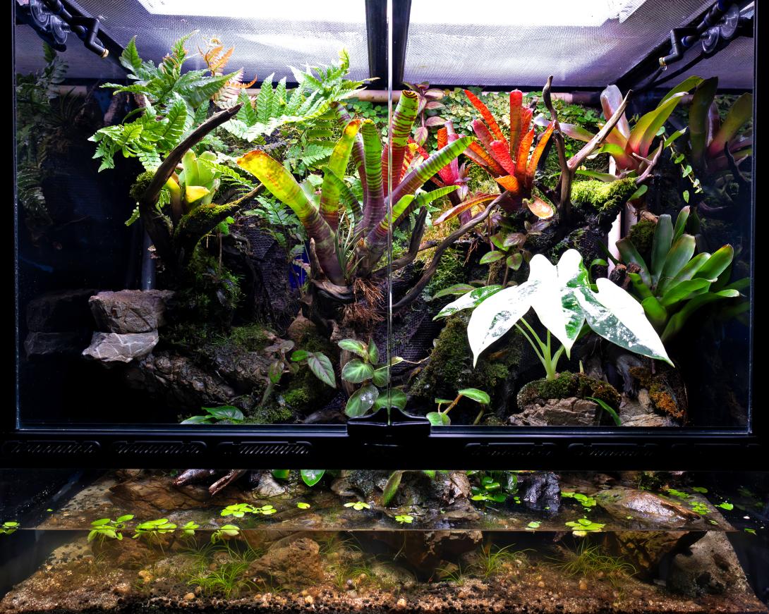 AquaOrinoco Paludarium