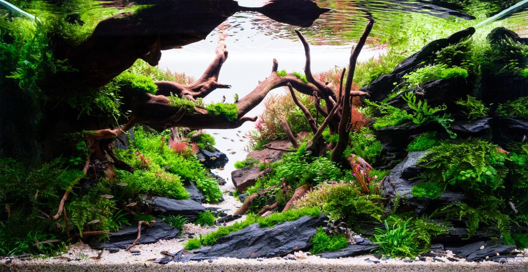 Aquascape titled Haven by Tanja Pechhold