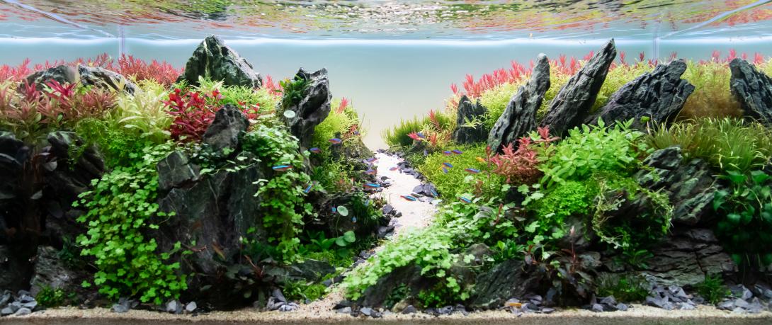 Brazilian Diorama Aquascape