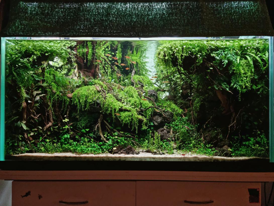 aquascape