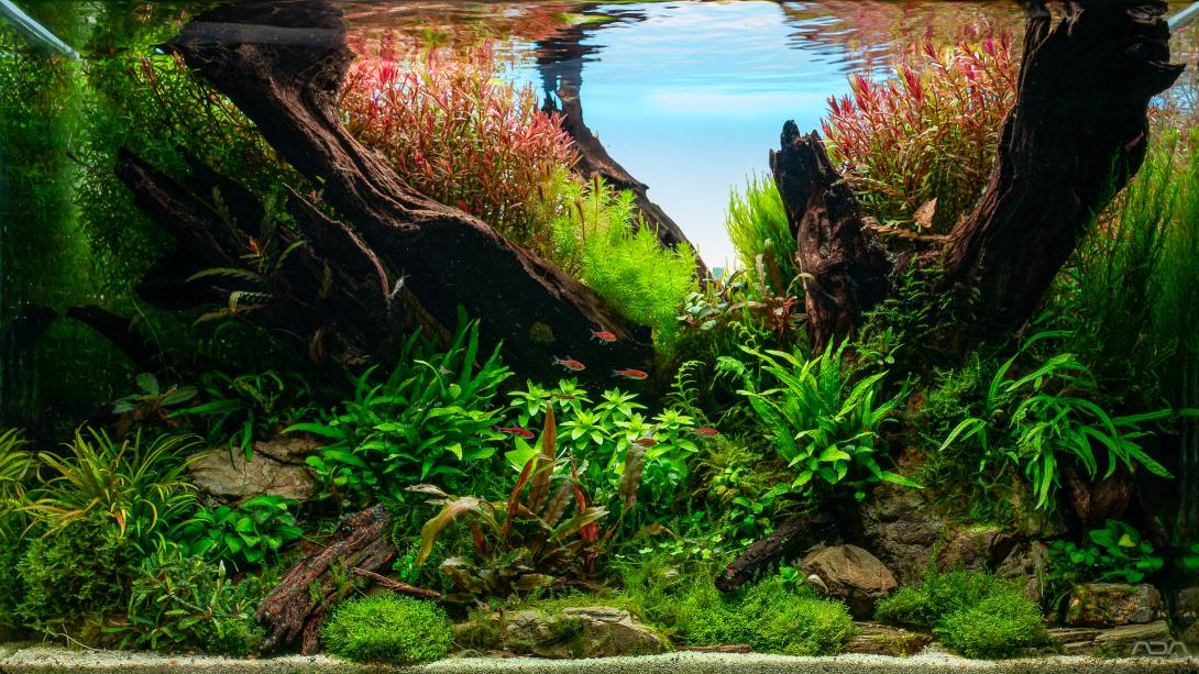 Natur aquarium