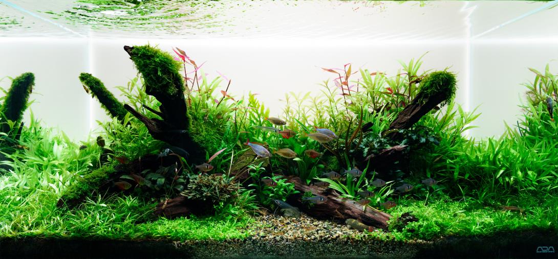 Aquascape 90p Cube Garden