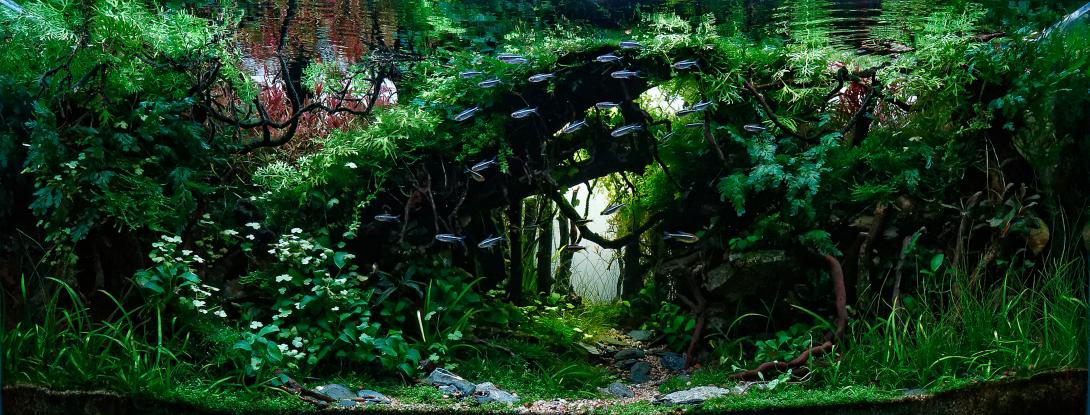 A special forest, in which we created a lush jungle, where plants and small details create a very natural landscape.