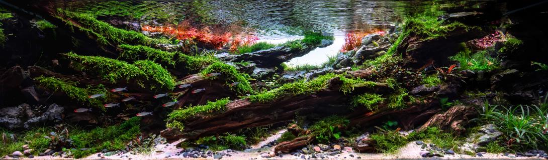 Nature landscape with sense of flow of the river, and great depth within a variation of color between green and red.