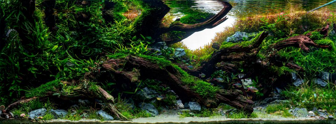 Classic nature aquarium, with big waves wood