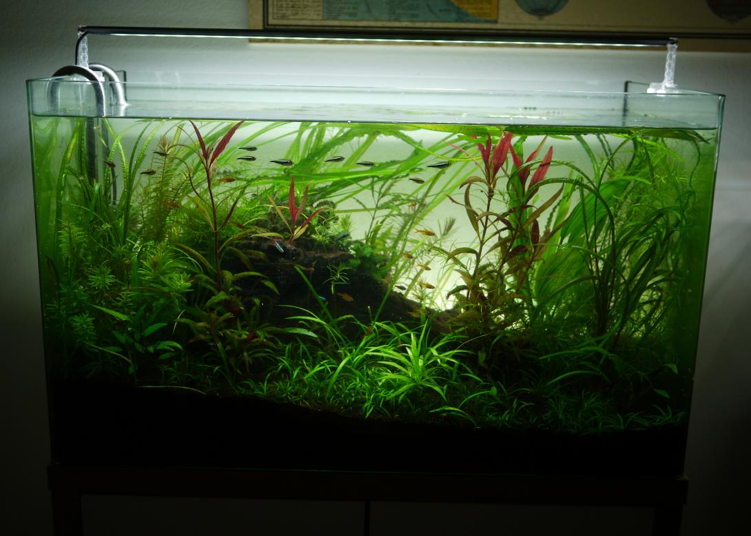 Heavily planted jungle style aquascape.