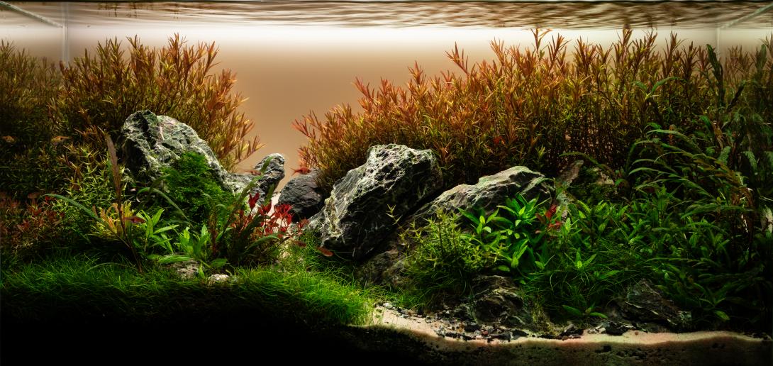 Aquascape imitating Jura hills in southern Poland during fall