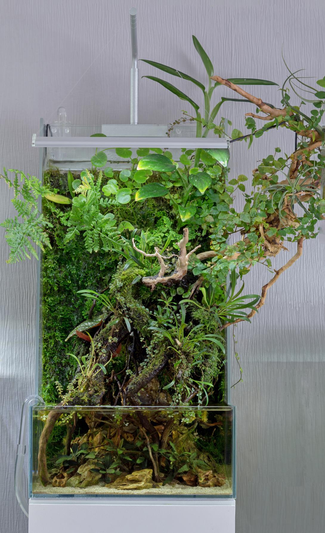 Open Paludarium