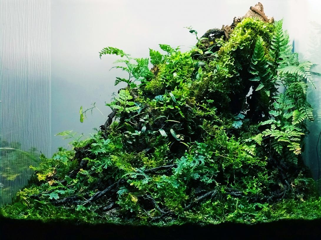 Planted Wabikusa