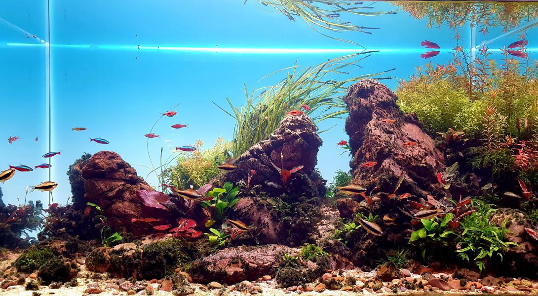 A river bed in triangle shape with a lot of plants on one side, open space on the other 