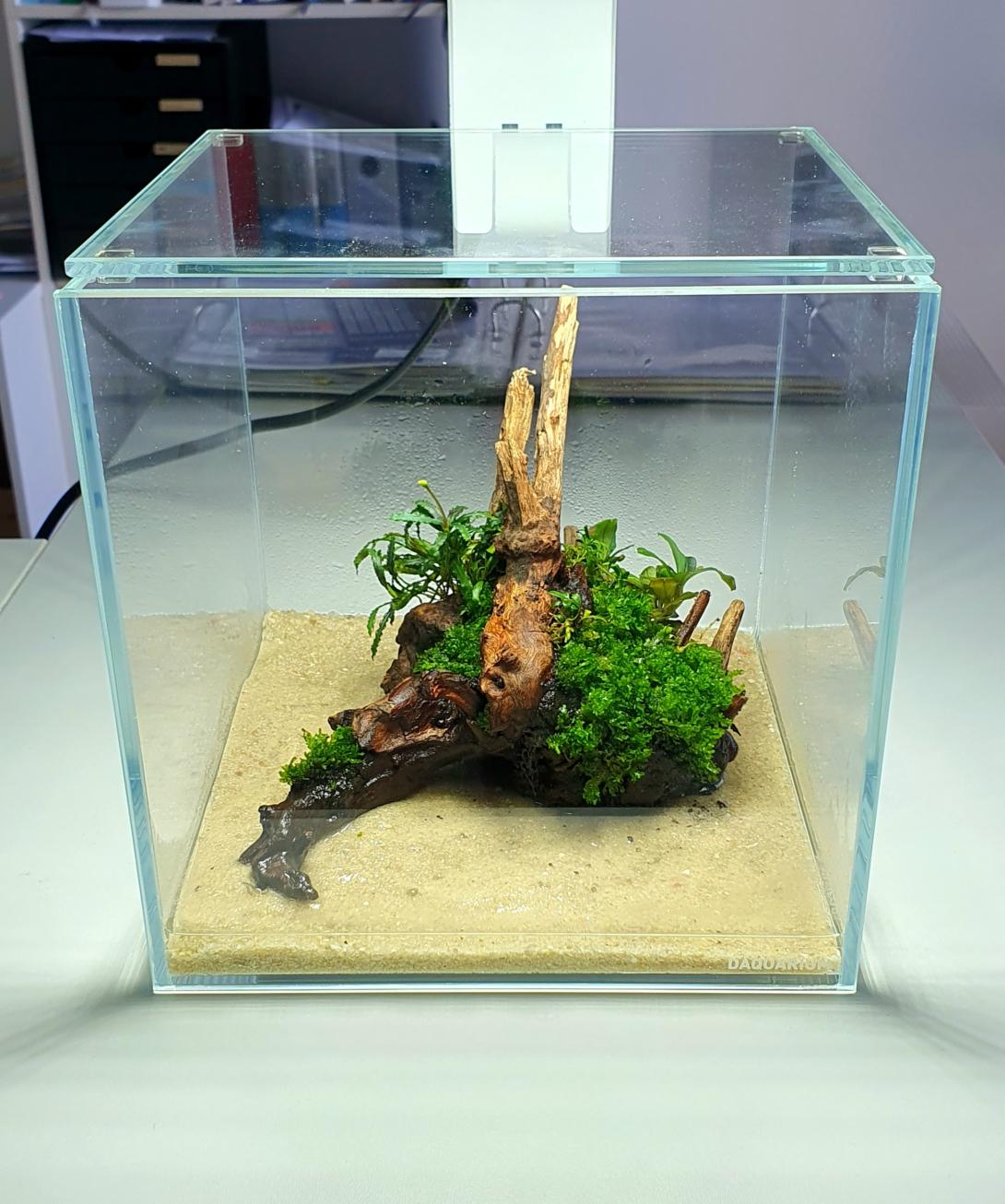 A branch that is covered with green mosses and plants