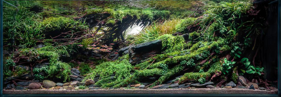 Calm in the current - 120x60x45 Contest Aquascape by Fabian Beck 2023