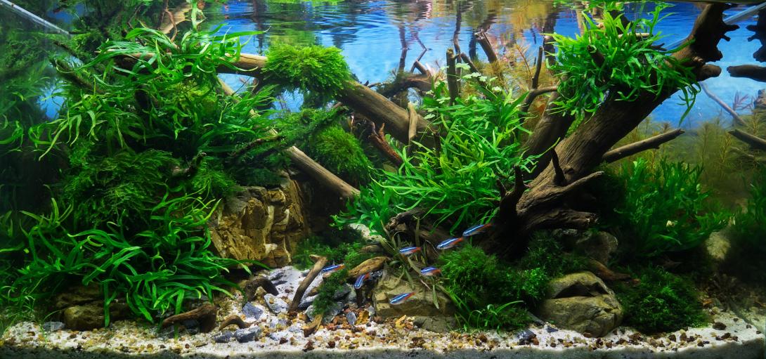  Underwater forest