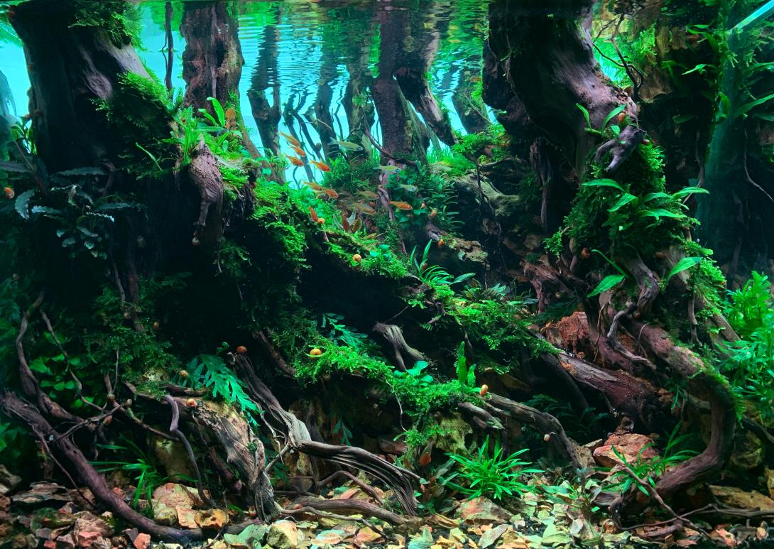 Underwater Forest containing a lot of details