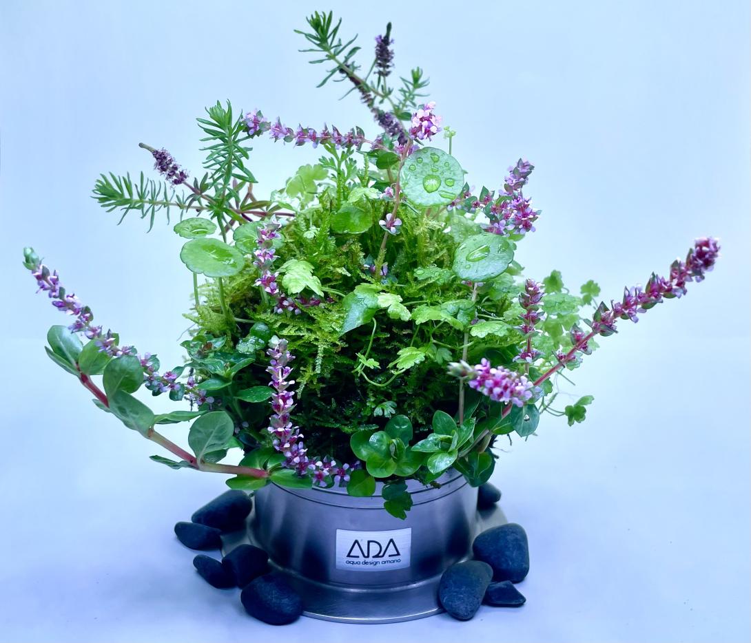Wabikusa feat. Rotala Rotundifolia
