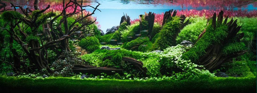 It is aimed to ensure that the event experienced in nature is reflected in the aquarium world as a macro reflection. in order to ensure the long-term continuity of plants and living creatures.