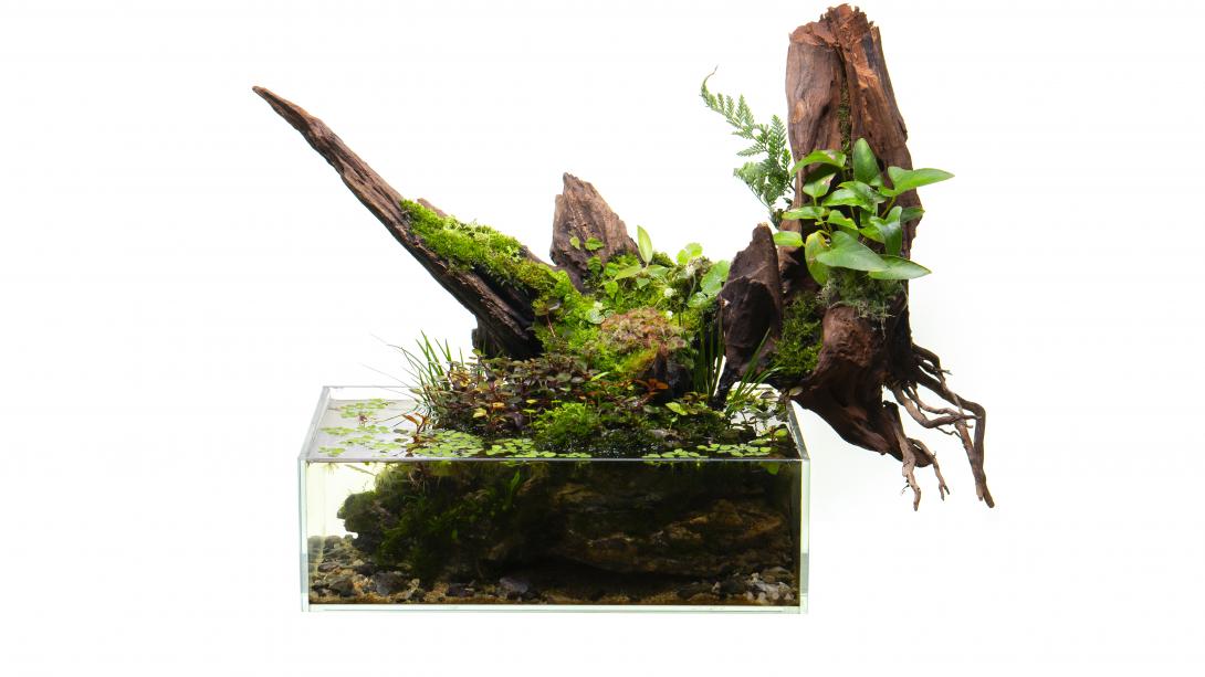 Paludarium with driftwood