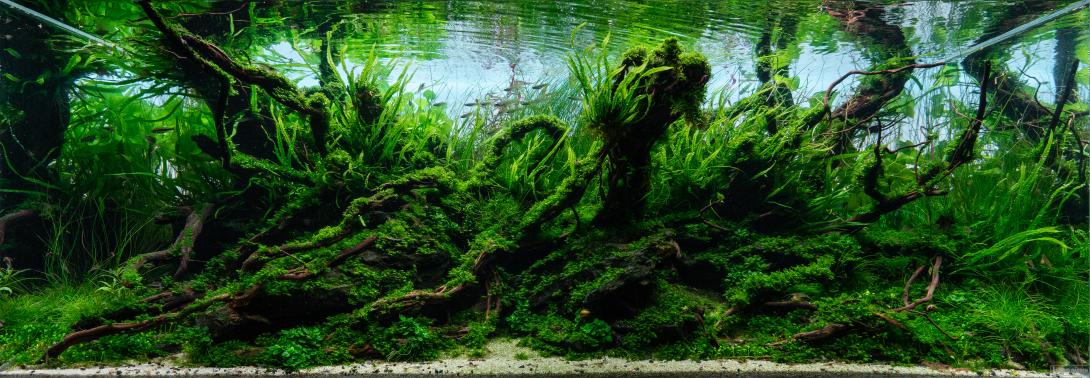 Lava stones and roots covered by muss and ferns. 