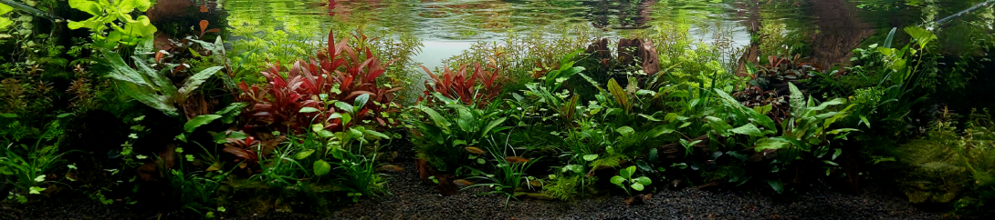 shallow water at a beautiful forest clearing with "revived" woods on a rainy summer day