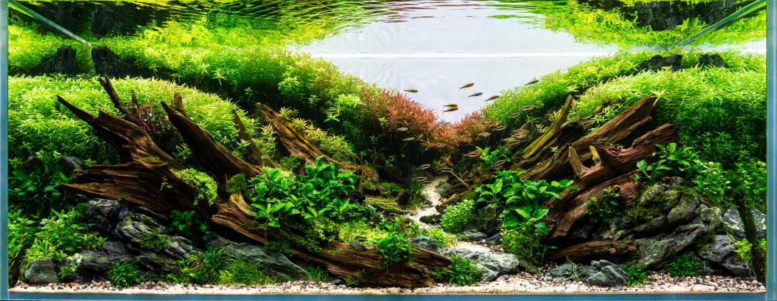 big kien wood an rotala mix