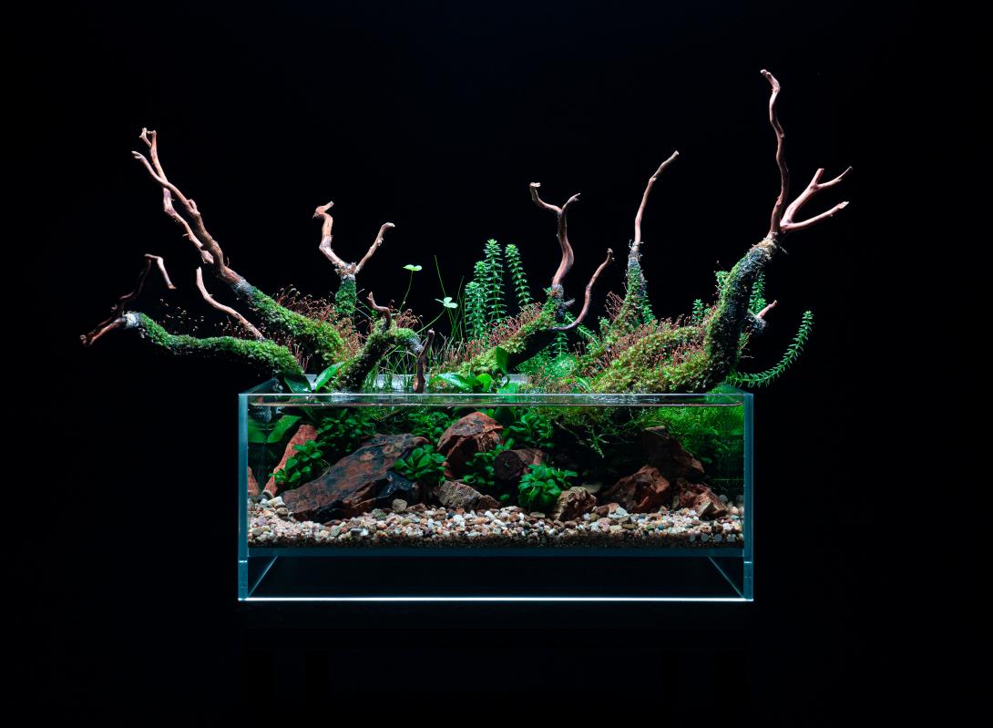 moss-covered wood harmonious arrangement