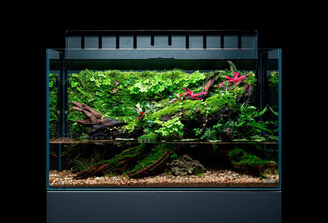 this layout have twisted driftwood with lush moss an vibrant tropical plants, above a clear stone lined aquatic base