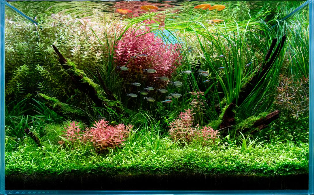 little driftwood surrounded by many different plant groups