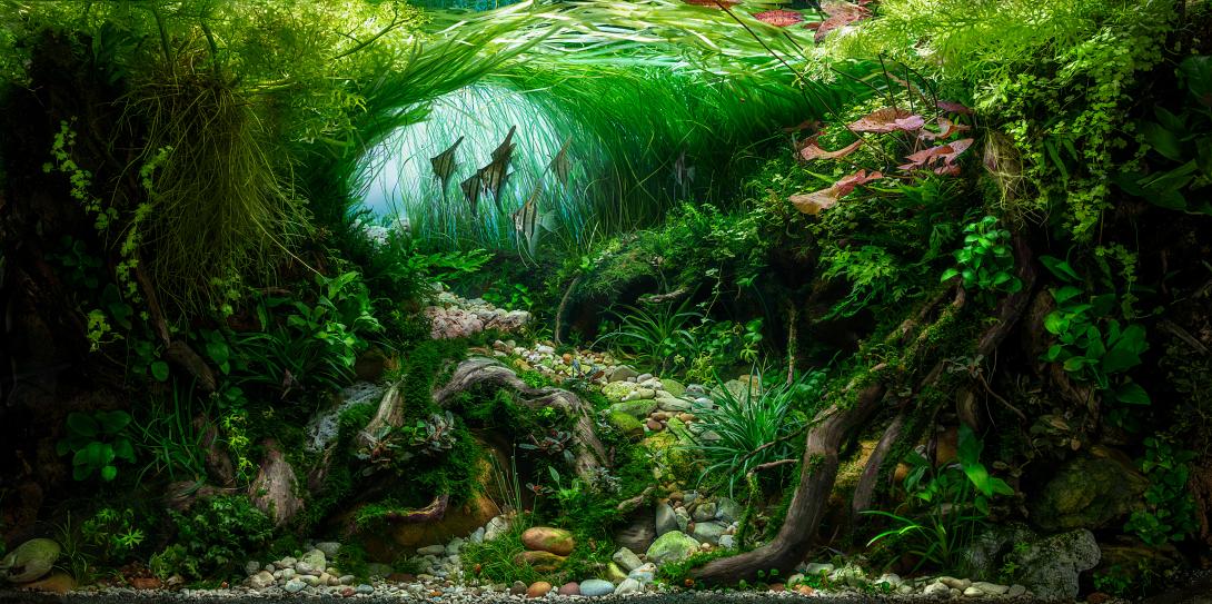 A submerged landscape where plants and fish are the true protagonists, without further ado... I wanted to recreate a river with pebbles where the sensation of current and flow of water is transmitted.