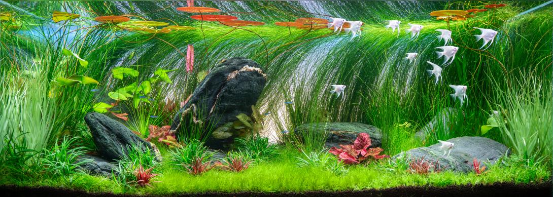 Krásně upravené akvárium s tmavými kameny, svěží zelení a barevnými rostlinami. V klidné vodě plavou bílé andělské rybky a na hladině se vlní oranžové listy leknínů.