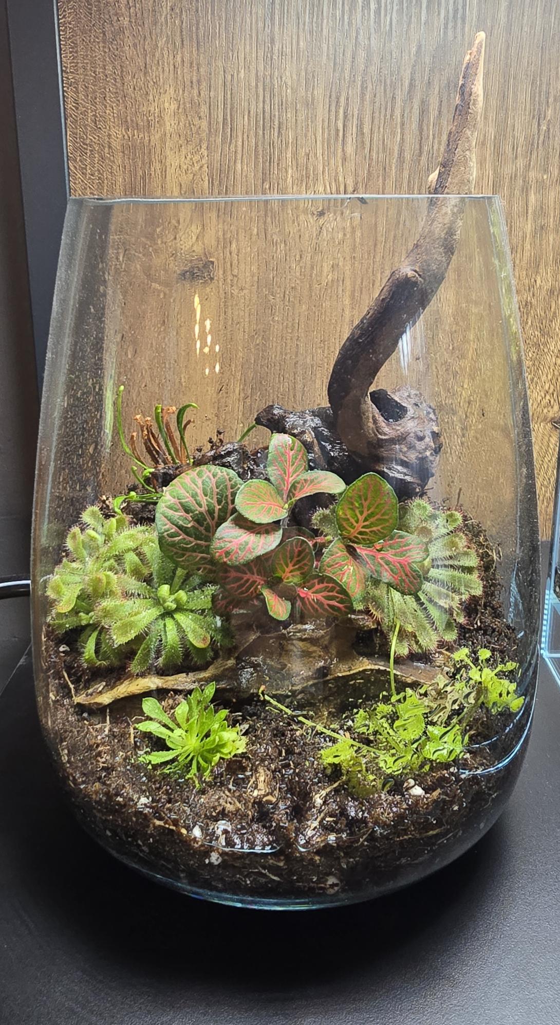 Carnivore plant arrangement surrounding a driftwood root