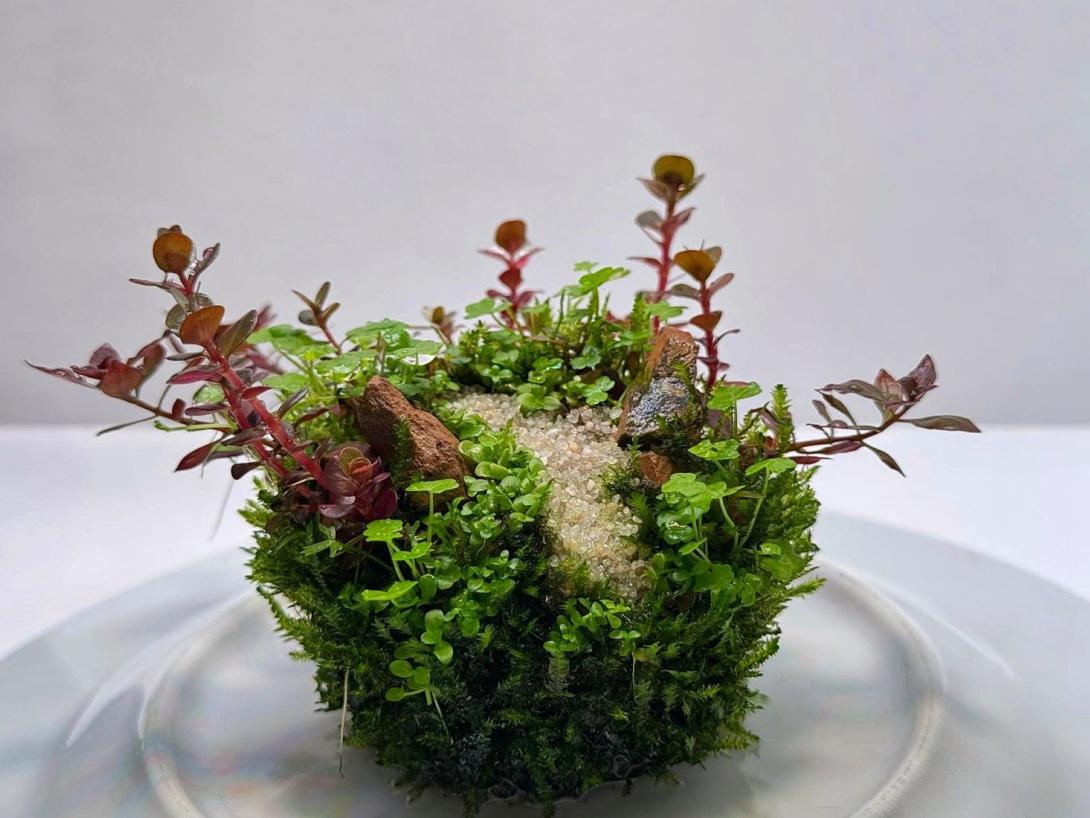 Small Wabikusa with a Sandpath in the middle leading to the back and green and red plants
