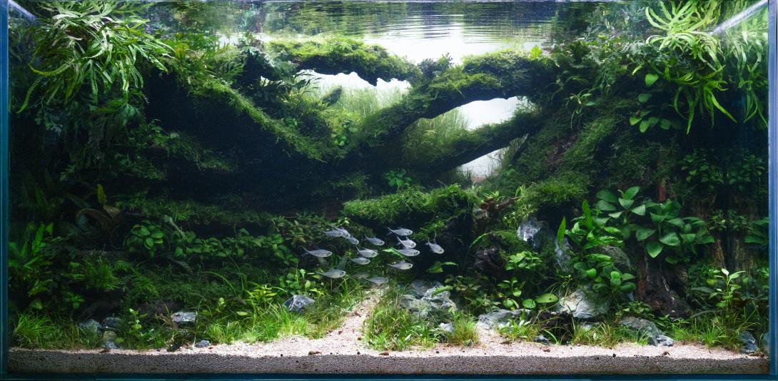 The Verdant Labyrinth