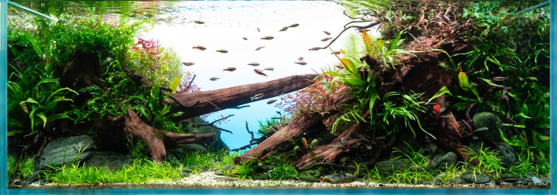 120cm Nature Aquarium von Pachi Aquarium