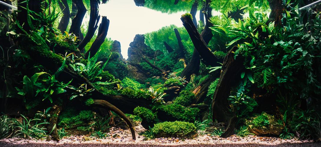 Diorama Scaped Tank