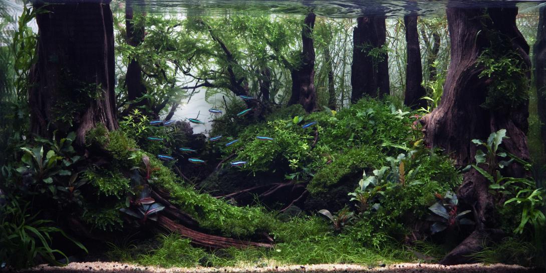 The Waking Forest - I took inspiration after one of my walks in the forest!