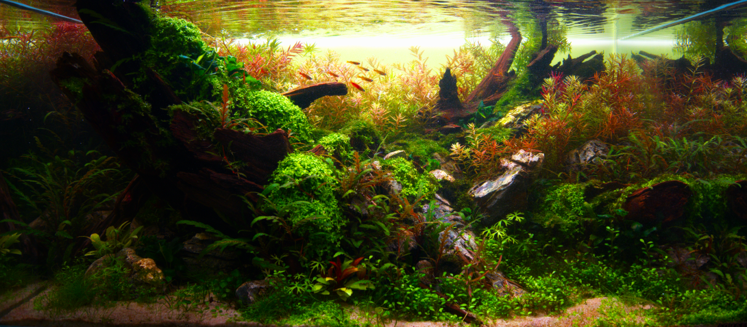 Planted freshwater aquarium featuring moss-covered driftwood, lush green and red aquatic plants, and a school of small orange fish swimming near the surface.