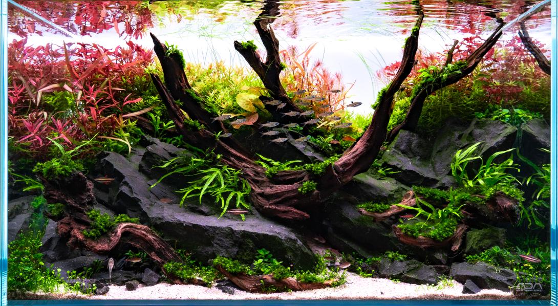 Aquascape ADA 60P von Christoph Maisch