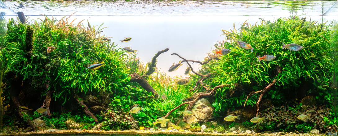 Photo of my aquscape: "Underskov"