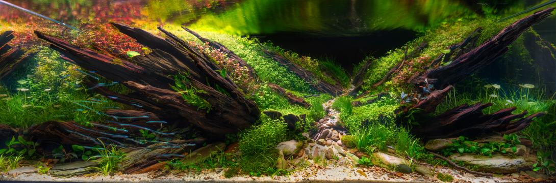 This year I used something new, never seen before: the fish are caught swimming and, just with the current of the river, they create the wake behind them. The photo was taken in one second. 